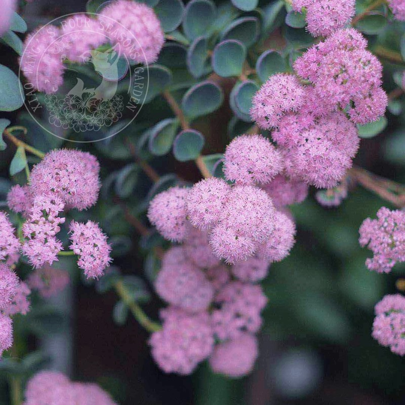 小型圆扇八宝景天日高多年生耐寒耐热秋季开花宿根
