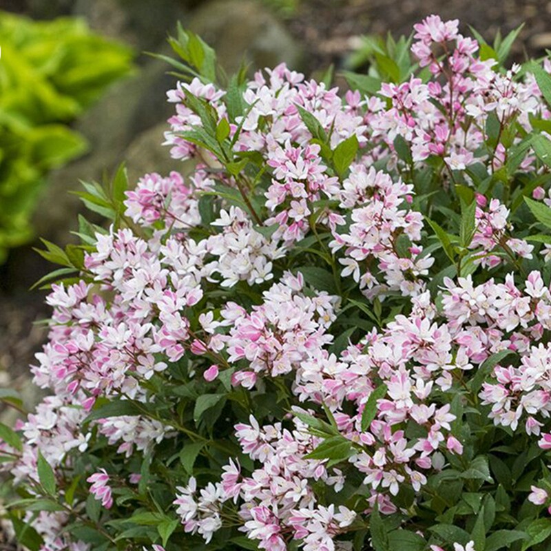 粉花溲疏樱花地被灌木春季开花植物盆栽矮生观叶