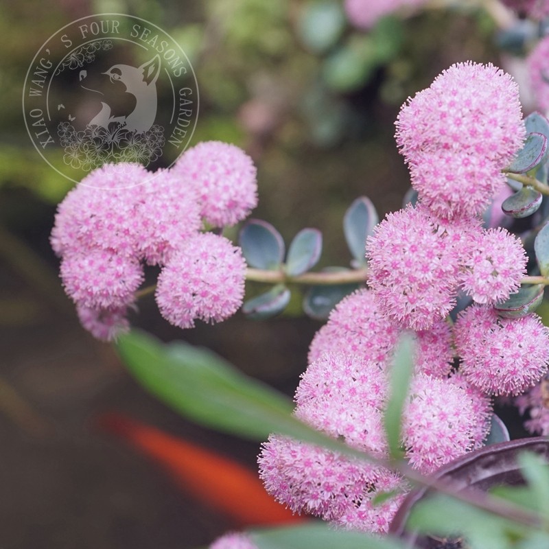 小型圆扇八宝景天日高多年生耐寒耐热秋季开花宿根