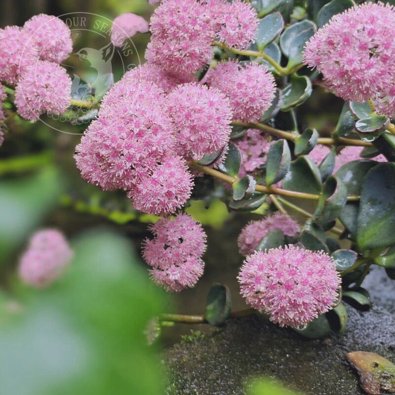 小型圆扇八宝景天日高多年生耐寒耐热秋季开花宿根