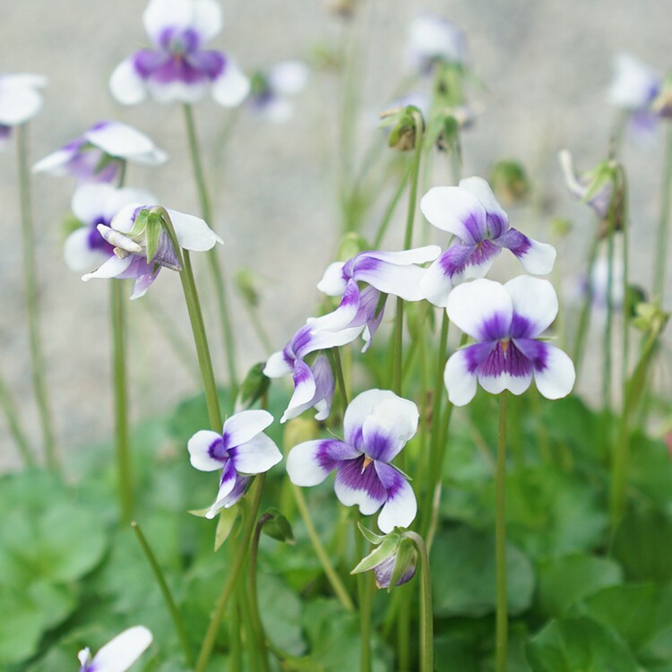 熊猫地被耐阴宿根植物盆栽阳台庭院花园花镜宿根