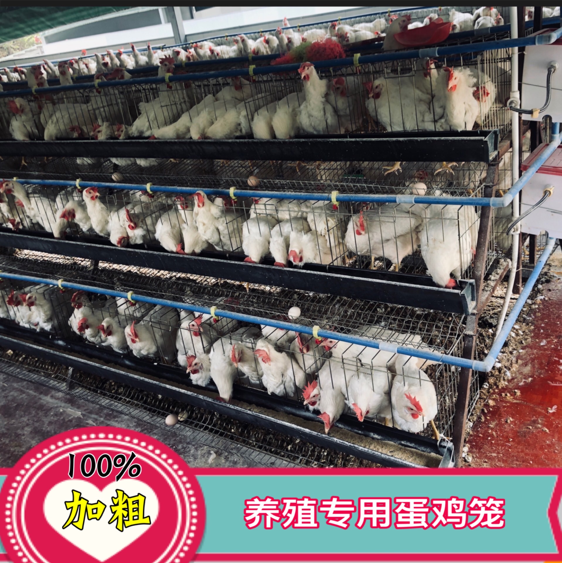 鸡笼蛋鸡优质养殖场专用笼鸡笼子阶梯式养鸡设备畜牧