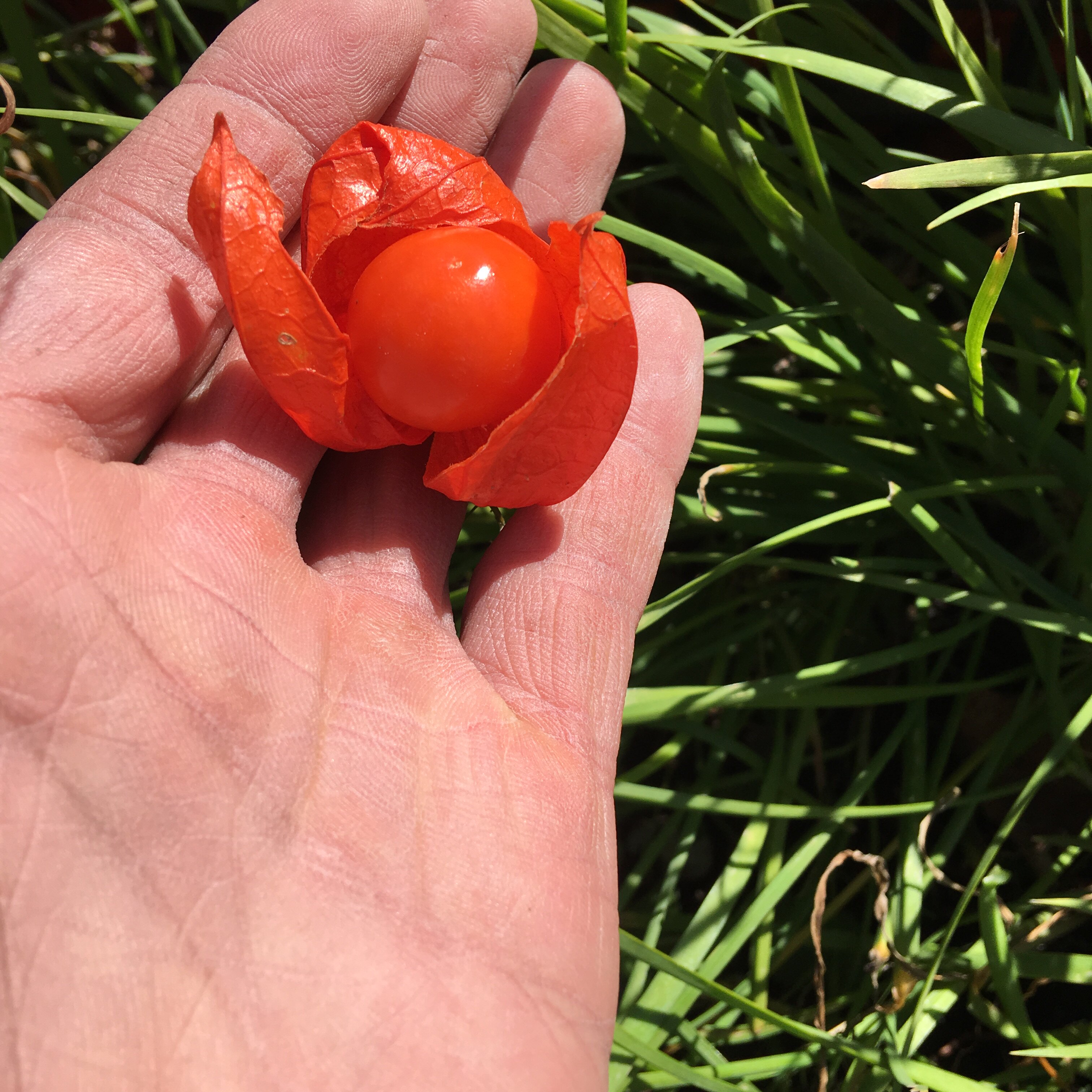 东北长白山野生红姑娘鲜果山姑娘灯笼果锦灯笼苦菇娘250克包邮