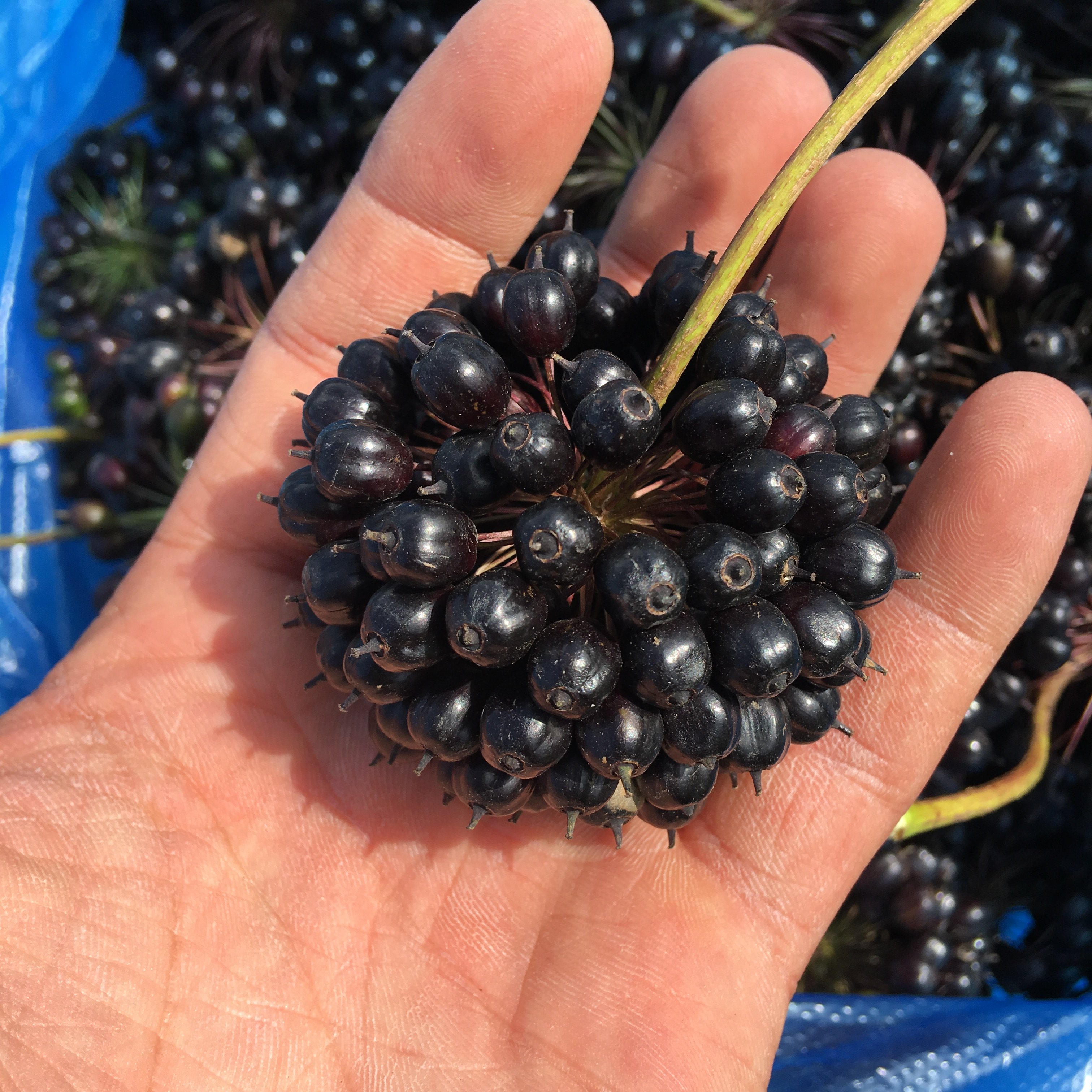 五加东北特产长白山刺拐250g包邮五加皮