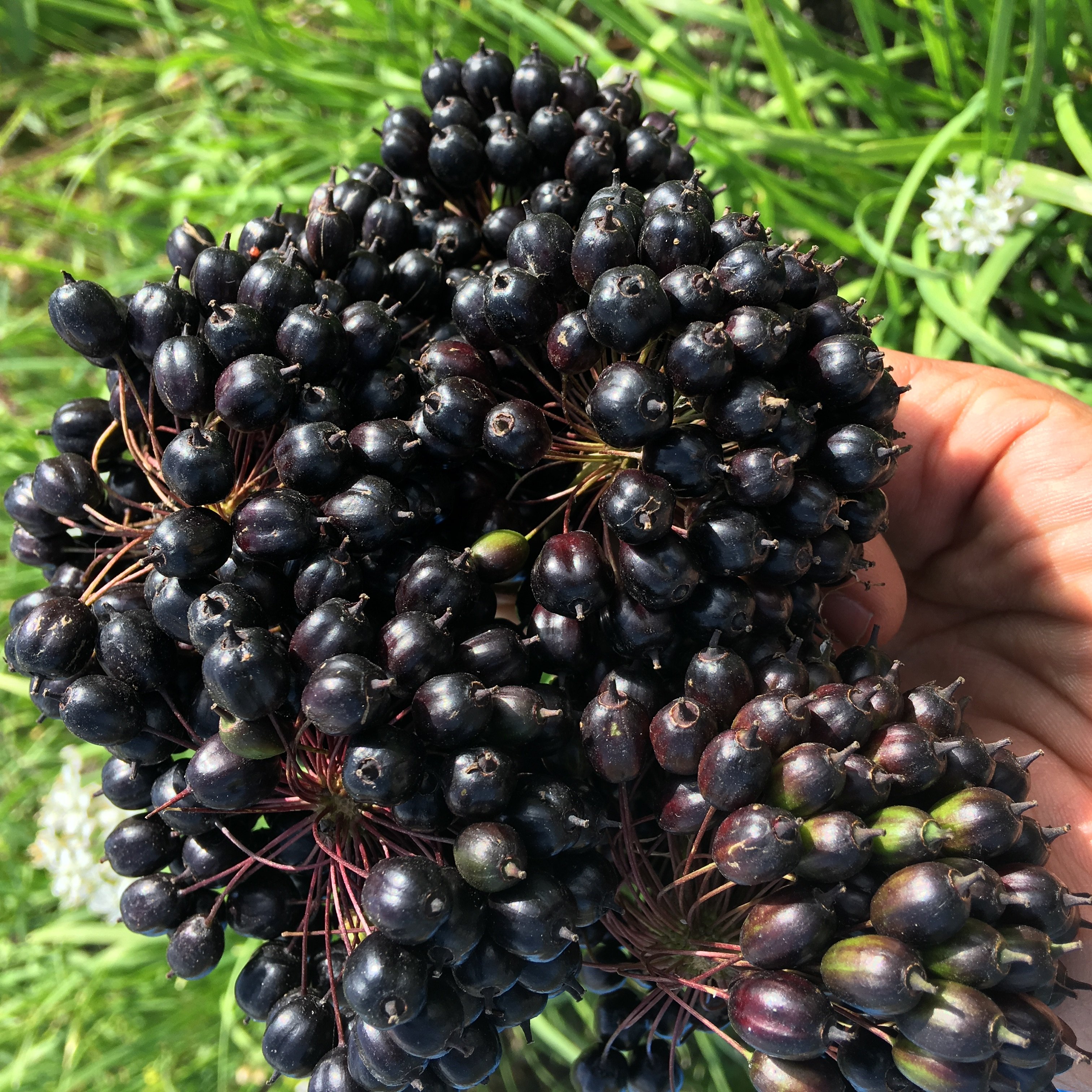 五加东北特产长白山刺拐250g包邮五加皮