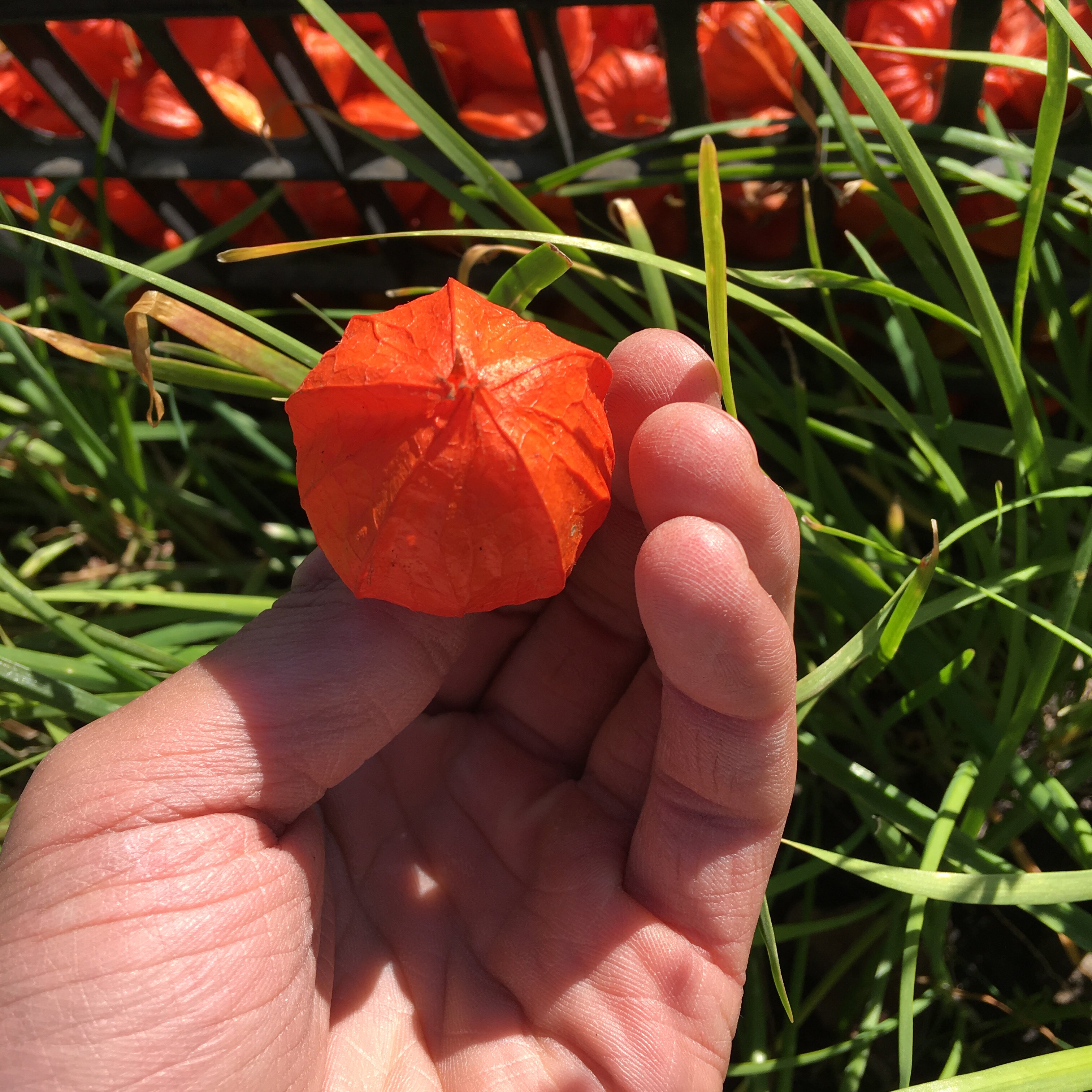 东北长白山野生姑娘果苦菇娘灯笼浆果挂金500克其他药食同源食品