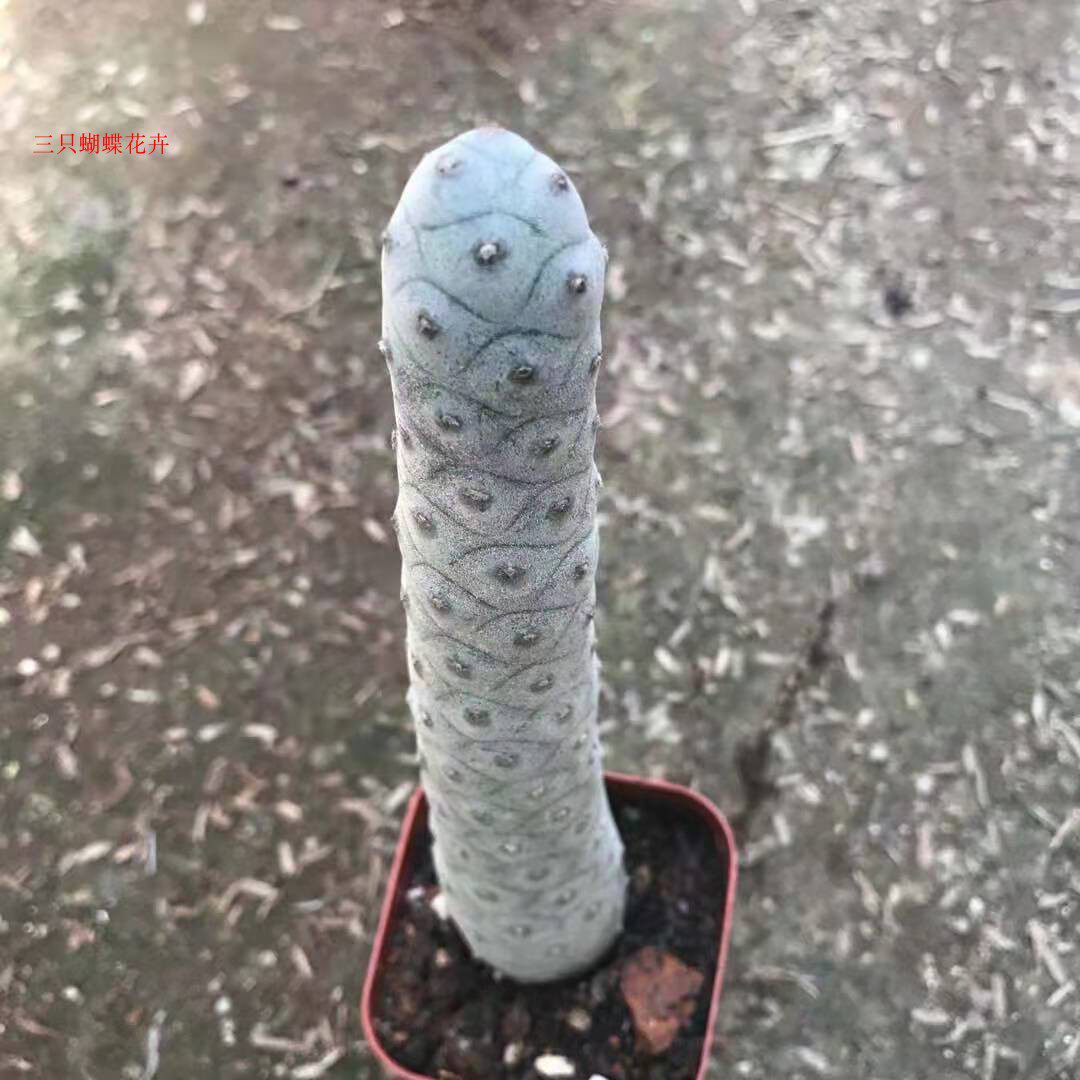 无刺松笠团仙人球扇足球团扇仙人掌室内趣味桌面多肉植物