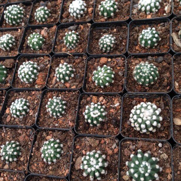 三只蝴蝶-仙人球【如意丸】开漂亮花花绿植盆栽防辐射自根3cm