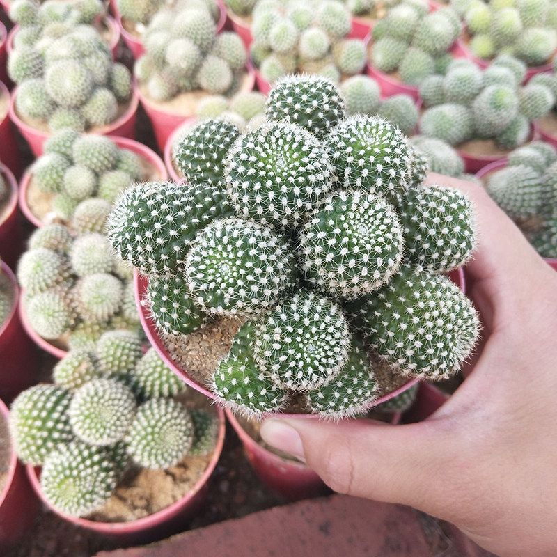 精选【多头子孙球】仙人球易养易开花多肉植物防辐射落地无根