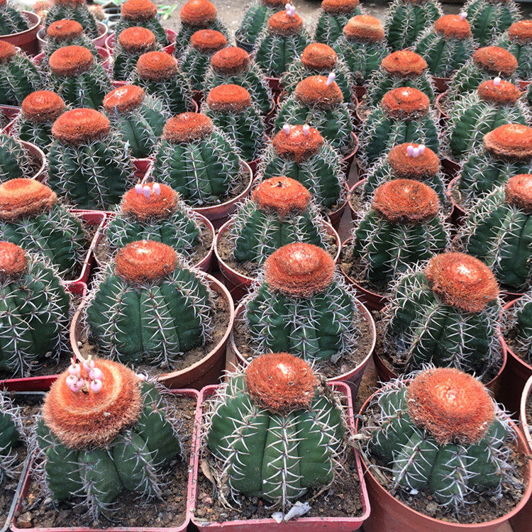 仙人球实生魔云花座球属易养已出云室内防辐射美观绿植盆栽