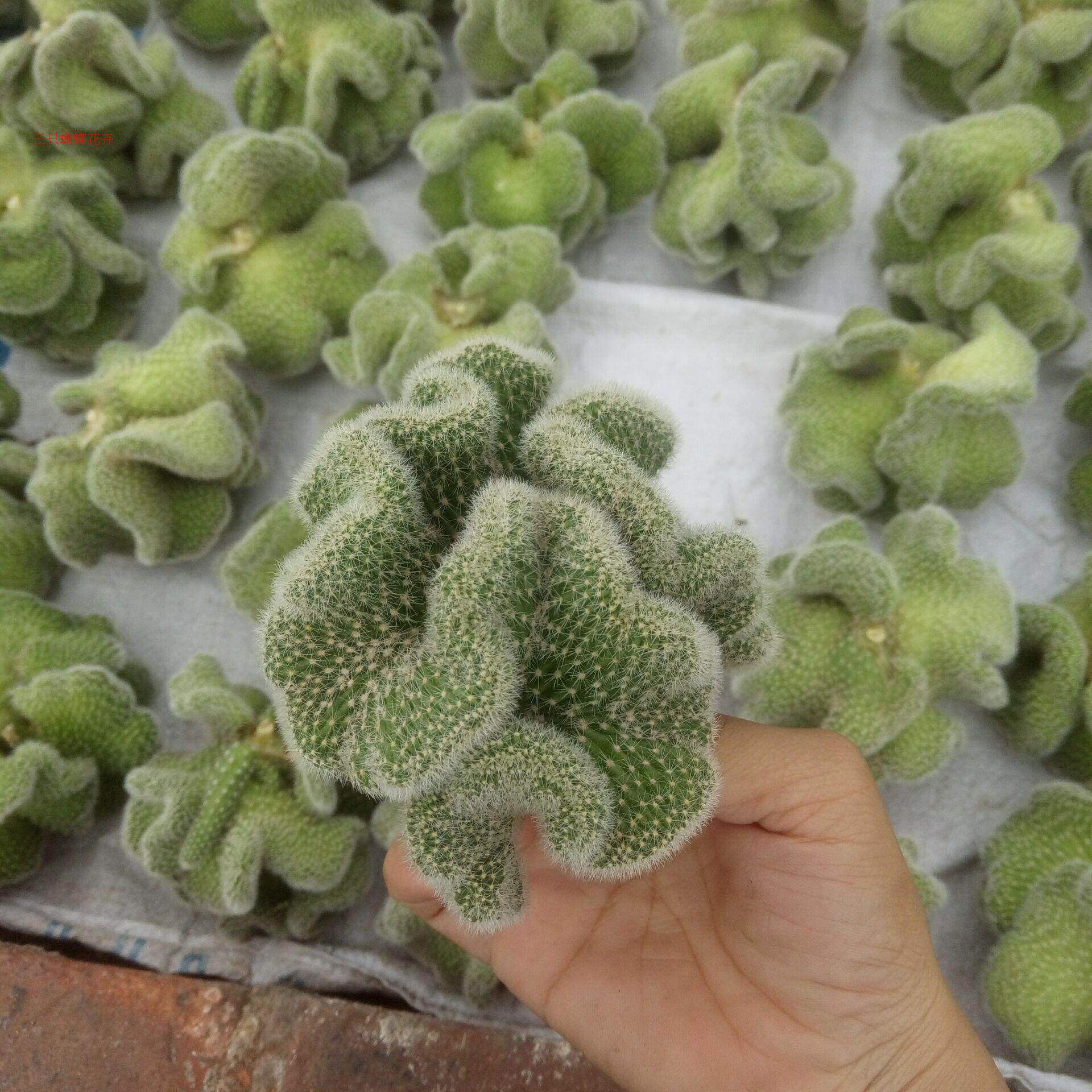 缀化多肉宝山相好物品植物新品三只仙人白檀多肉植物