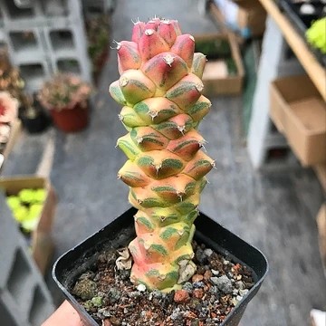 越好颜色越冷天气将军龙将军三只植物多肉将军阁多肉植物