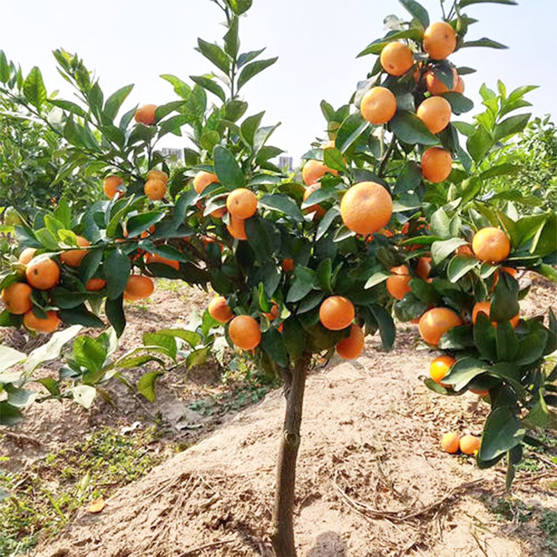 农家正宗金秋砂糖树苗橘子苗树大树果树果苗果树