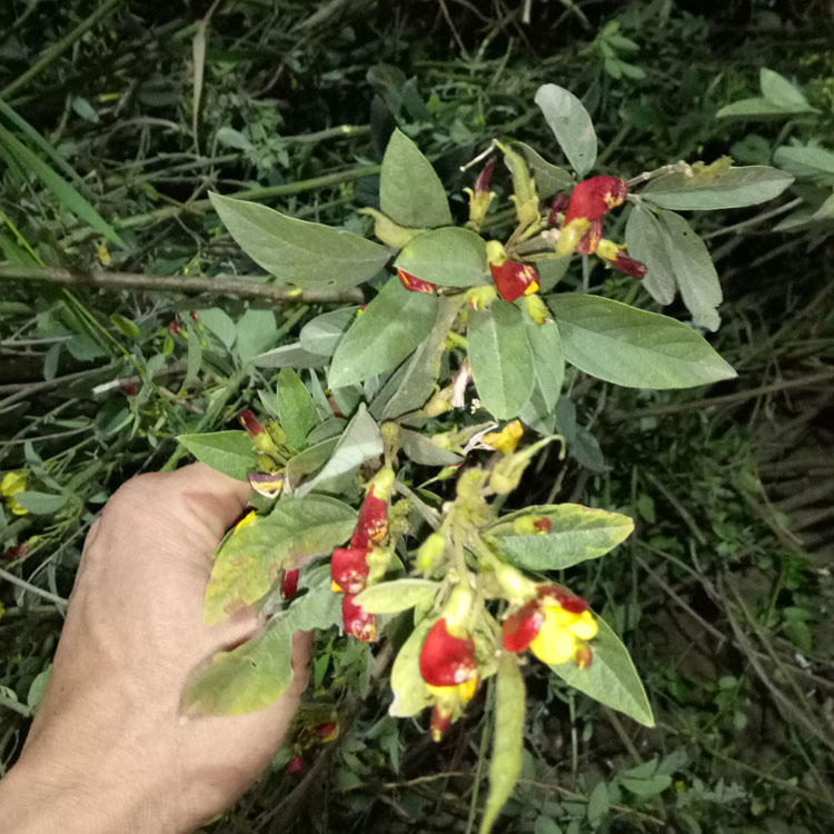 顺丰速发野生中草药材木豆叶鸽豆叶柳豆叶豆蓉叶树豆树黄豆