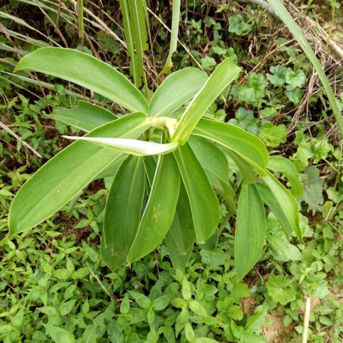 顺丰速发无硫正品野生中草药闭鞘姜白石笋樟柳头观音姜山冬笋