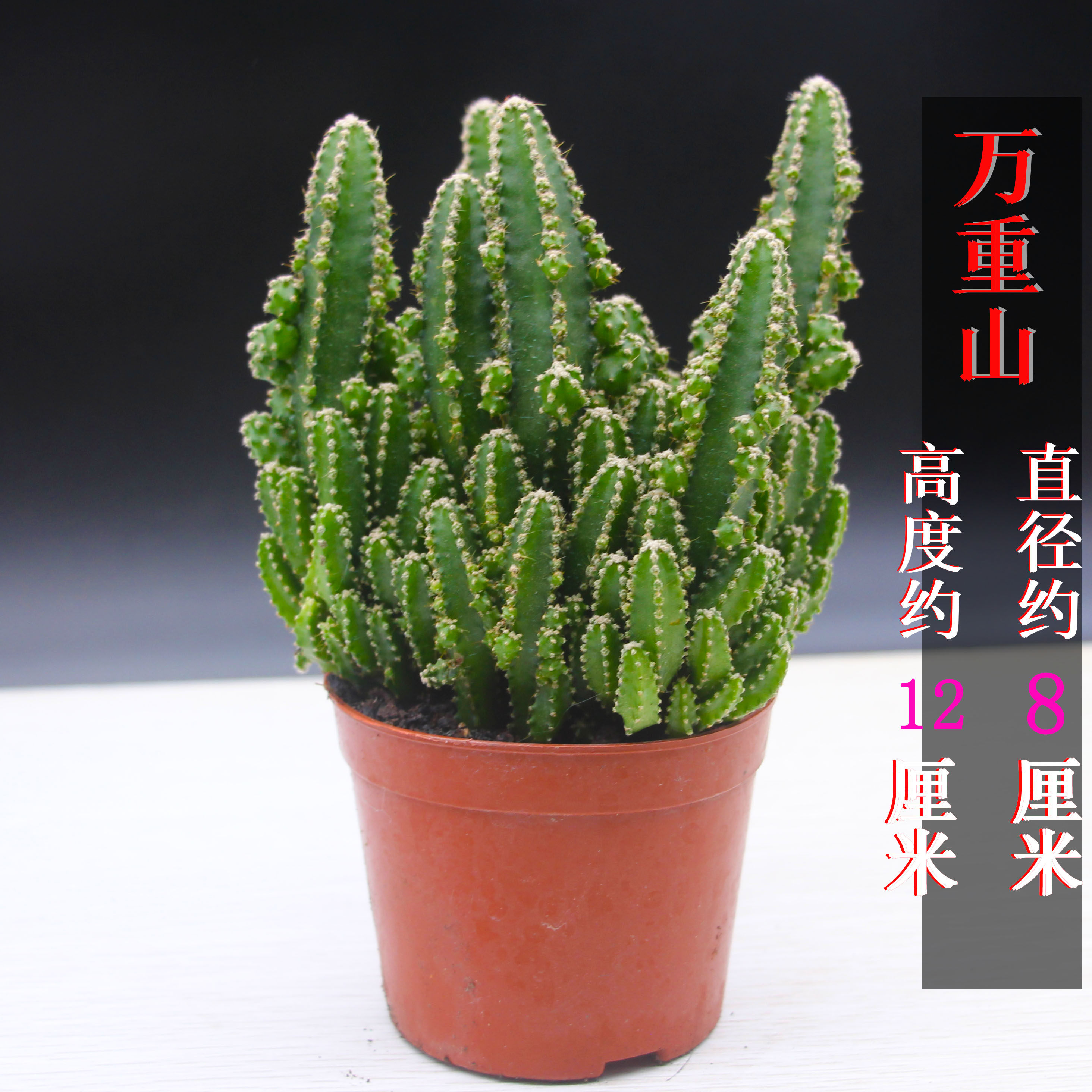 招财手多植物包邮仙人掌盆栽办公办公室室内种植多肉植物