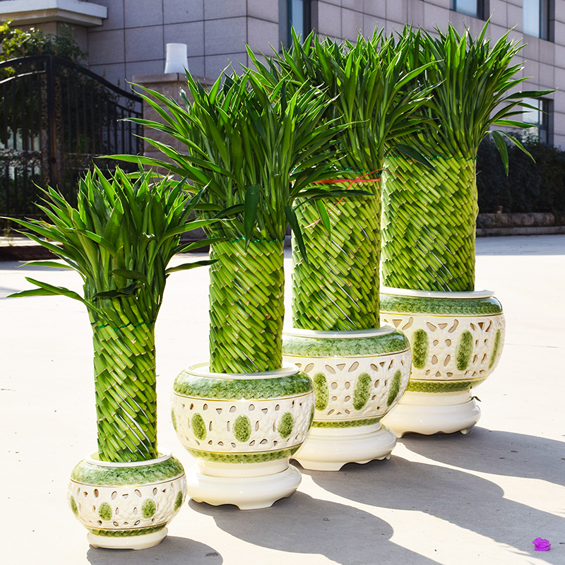 节节高盆栽富贵竹植物花卉盆栽大型绿植客厅水养开运
