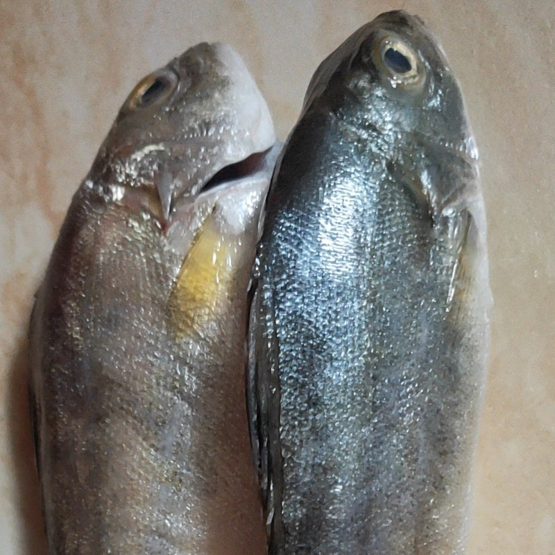 深海丁公鱼湛江特产新鲜当天海钓野生海鱼百利来鱼海鲜水产1斤装