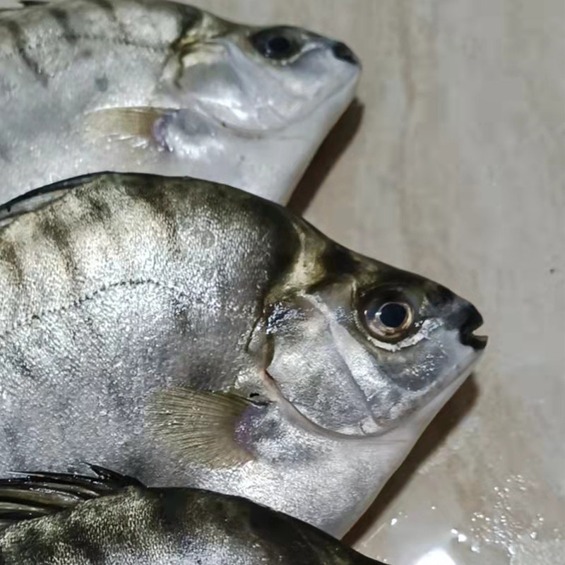 湛江海鲜银鼓新鲜深海海鱼鲜鱼当天海钓宝宝马鲛鱼