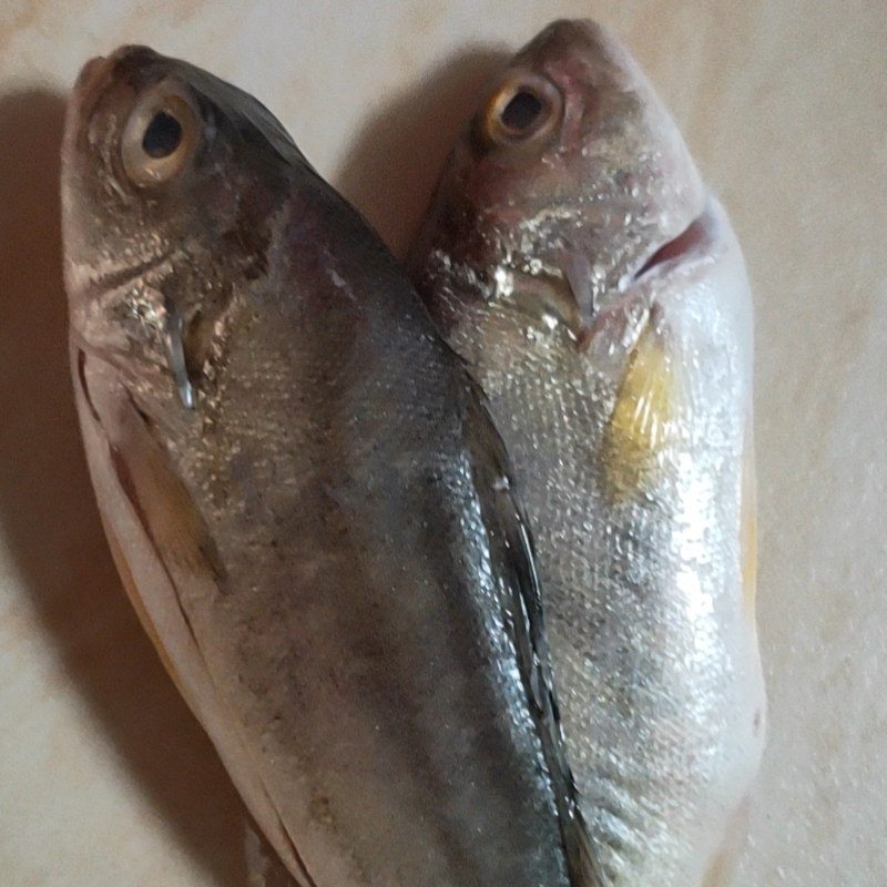 深海丁公鱼湛江特产新鲜当天海钓野生海鱼百利来鱼海鲜水产1斤装