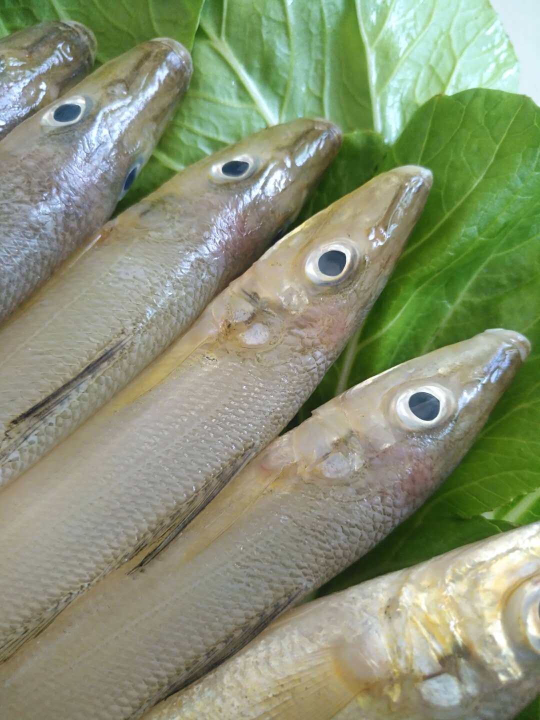 沙尖鱼新鲜深海鱼野生沙丁鱼新鲜鱼2500g海鲜水产冷冻冰鲜鱼