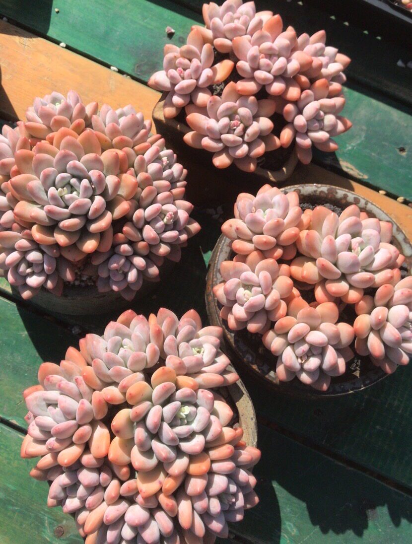 多肉植物日系丸叶香水奶酪老桩超大群生阳台多肉植物