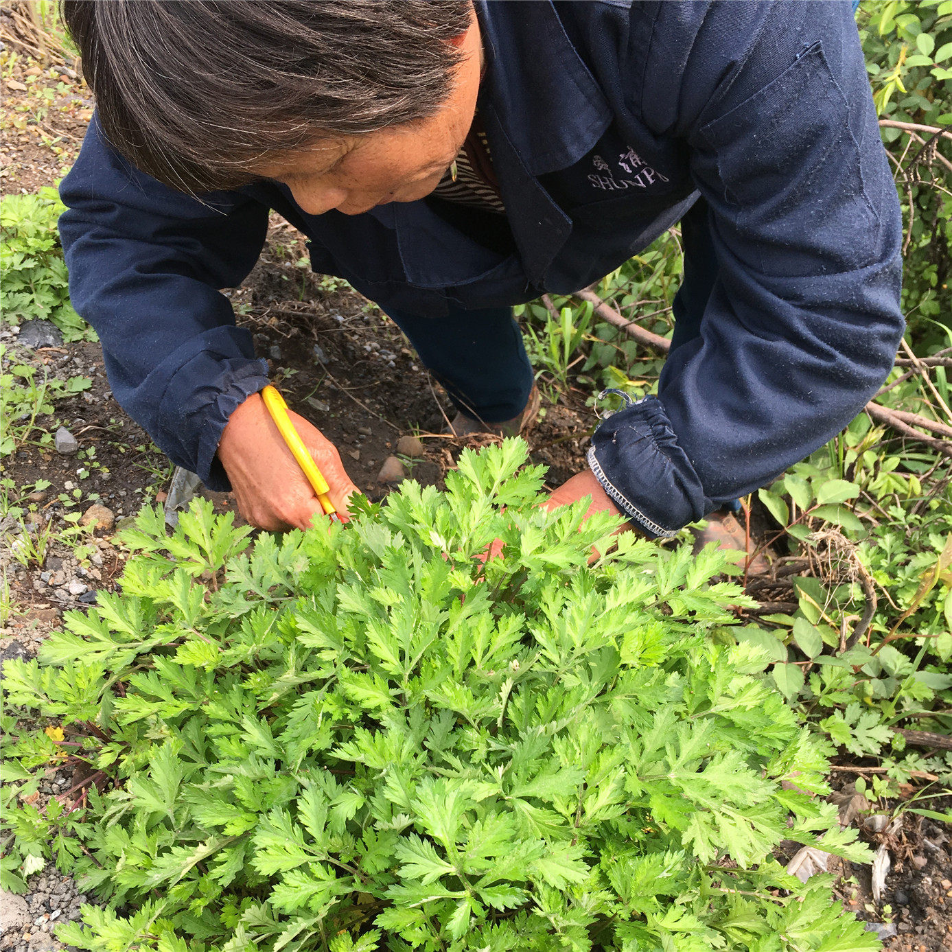 现摘现发新鲜艾草食用鲜艾叶糍粑清明野生嫩芽其它