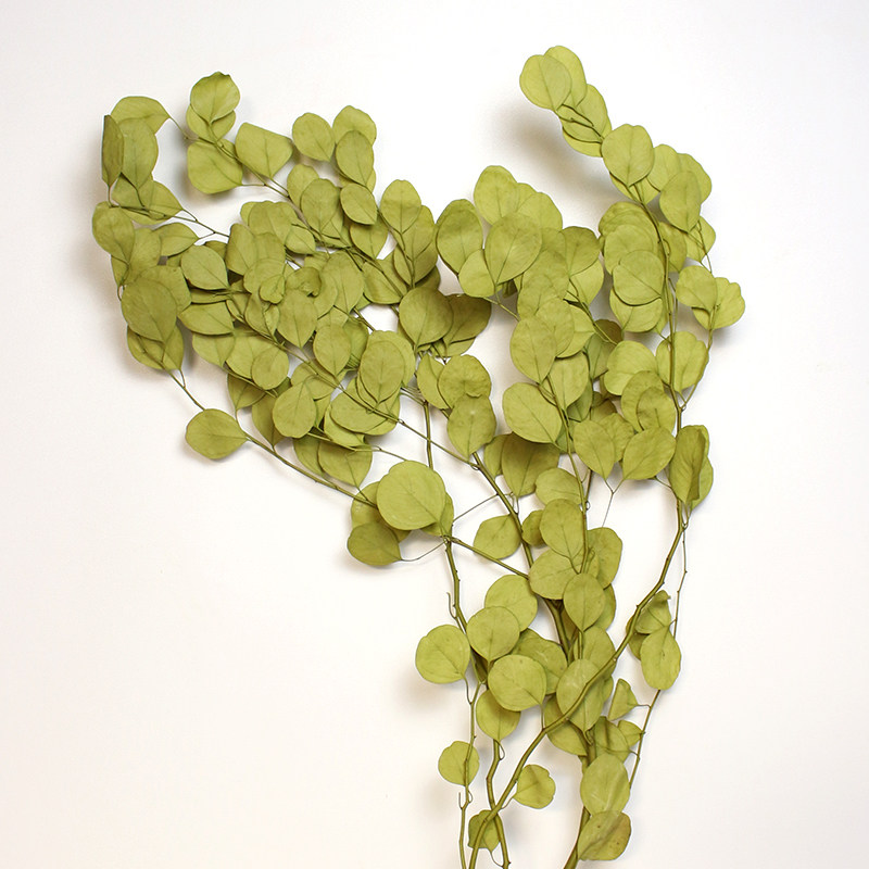 枫叶秋色店铺北欧树枝真花家居装饰永生花圆叶干花干花