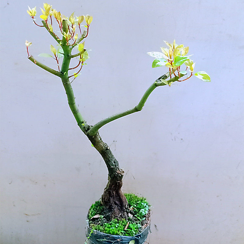 阳台一物一拍高山小叶香樟树盆景老桩造型栽植绿植