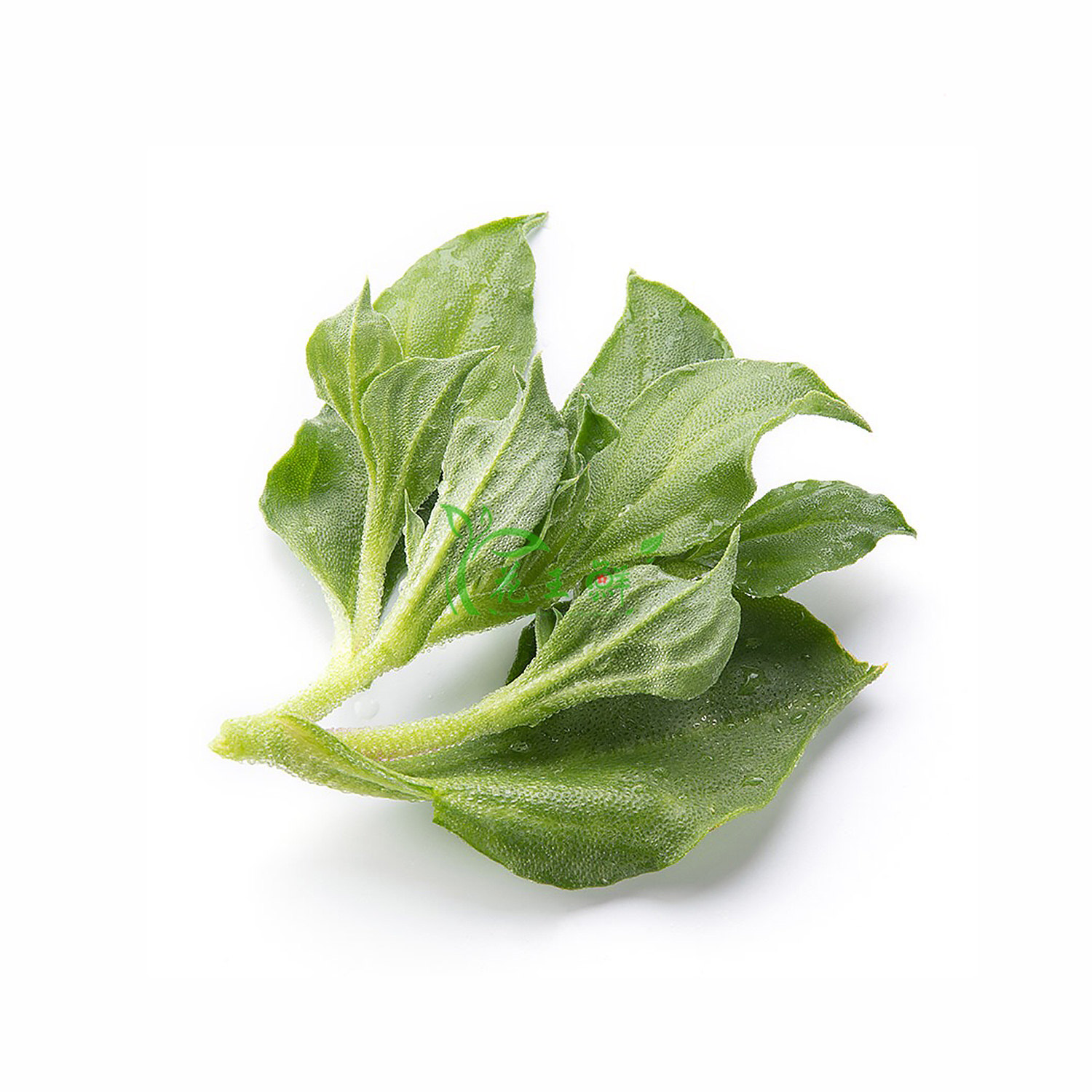 冰草新鲜冰菜冰叶非洲西餐凉拌沙拉蔬菜酒店其它