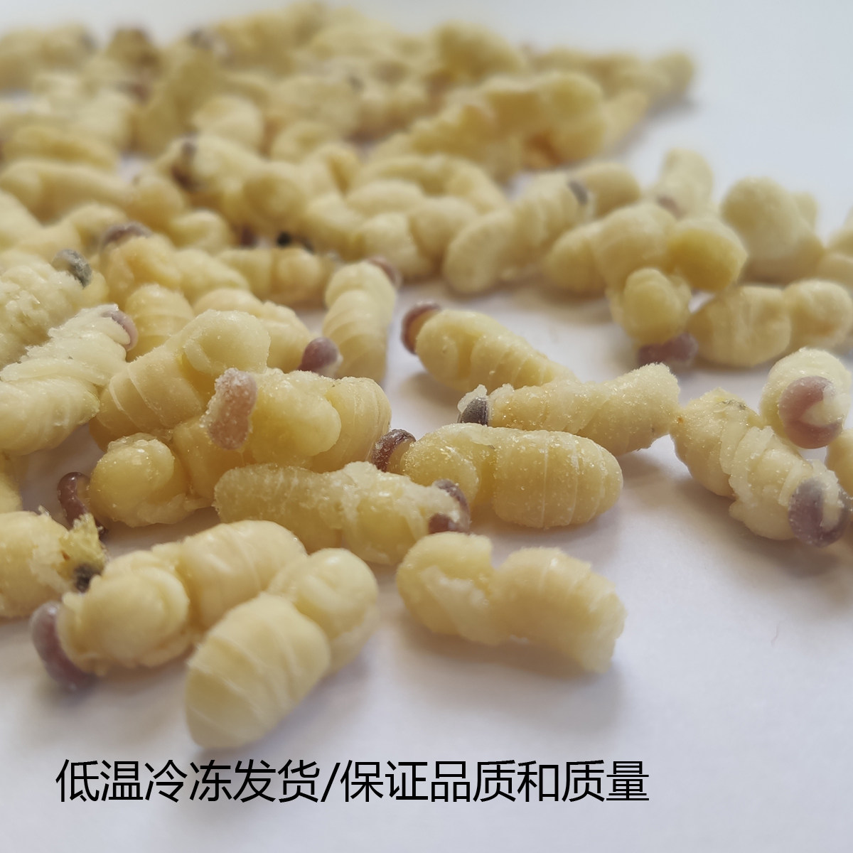 93天然新鲜野生雄蜂蛹男性滋保养补正宗意蜂虫男士