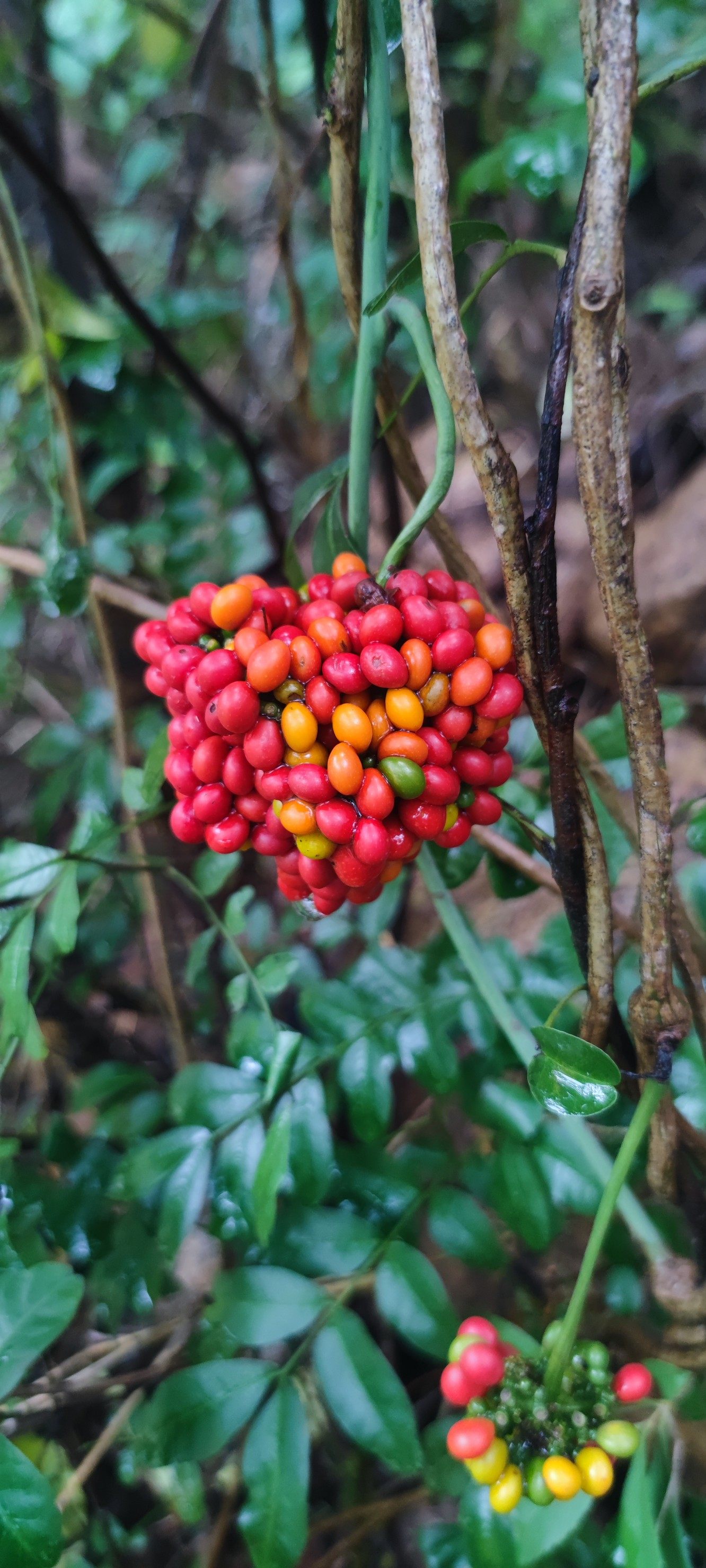 乌龟金不换植物血藤室内盆栽花卉水培爬藤绿植绿植