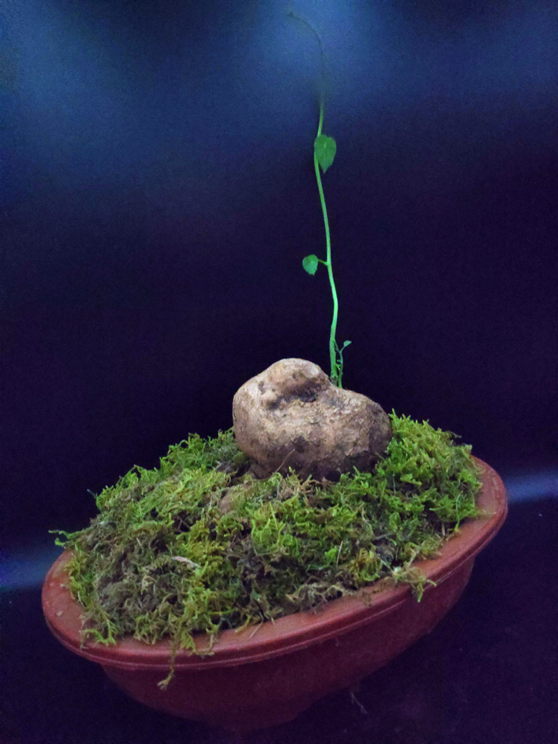 山乌龟绿藤地不容金不换千金藤室内外花盆景带芽球根多肉包活特价