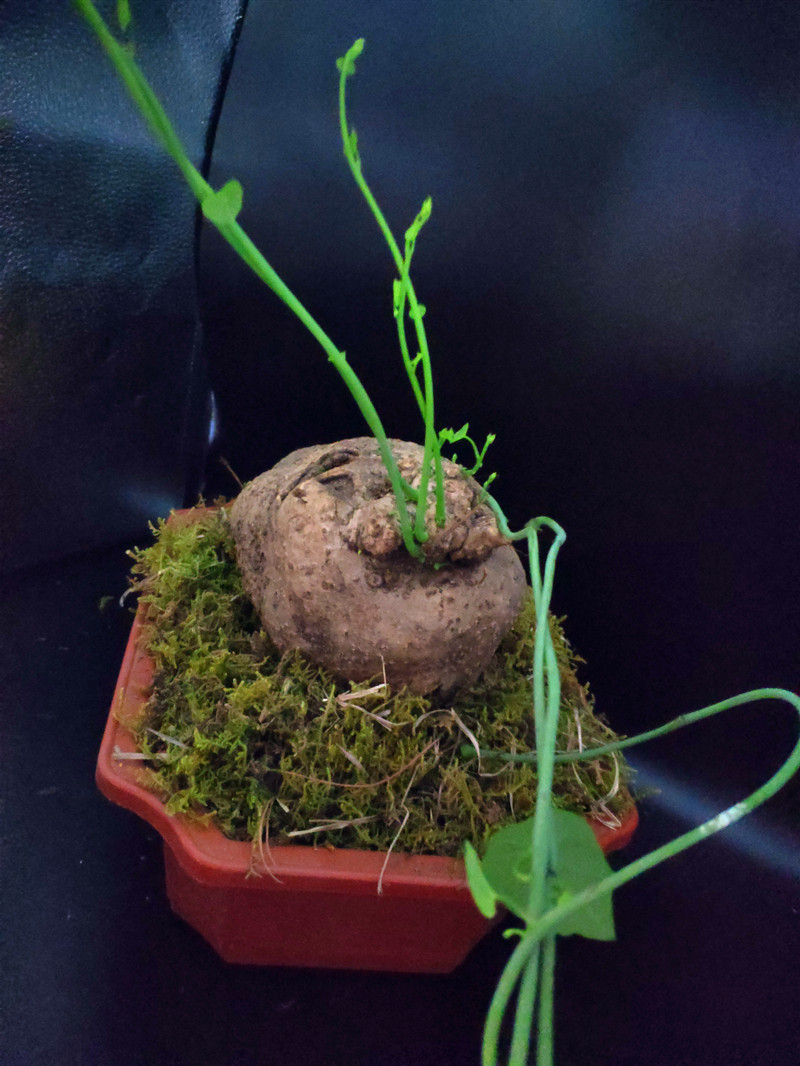 山乌龟绿藤地不容金不换千金藤室内外花盆景带芽球根多肉包活特价