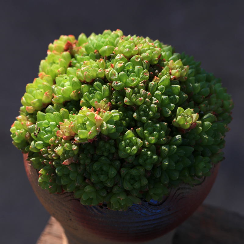 玉露多肉植物巨大群生带盆发货云南包邮特价多肉植物