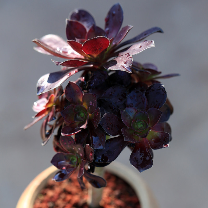 圆叶法师多肉植物巨大株老桩多头云南室内花卉多肉植物