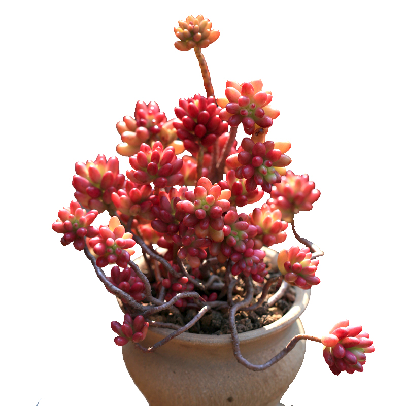 虹之玉锦多肉植物大株老桩云南状态肉肉绿植多肉植物