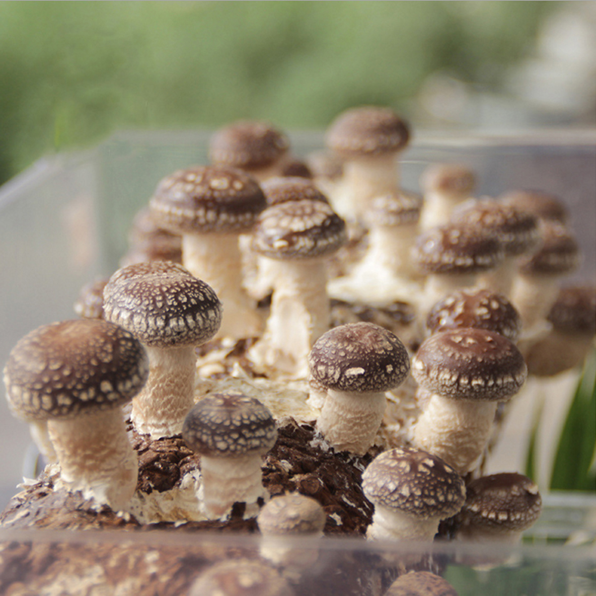 香菇菌蘑菇种植包菌种菇种平菇种菌栽培菌包菇菌种包阳台绿植包邮