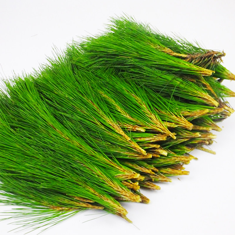 贵州深山松针500g松茶野外现采新鲜马尾马尾松养生茶