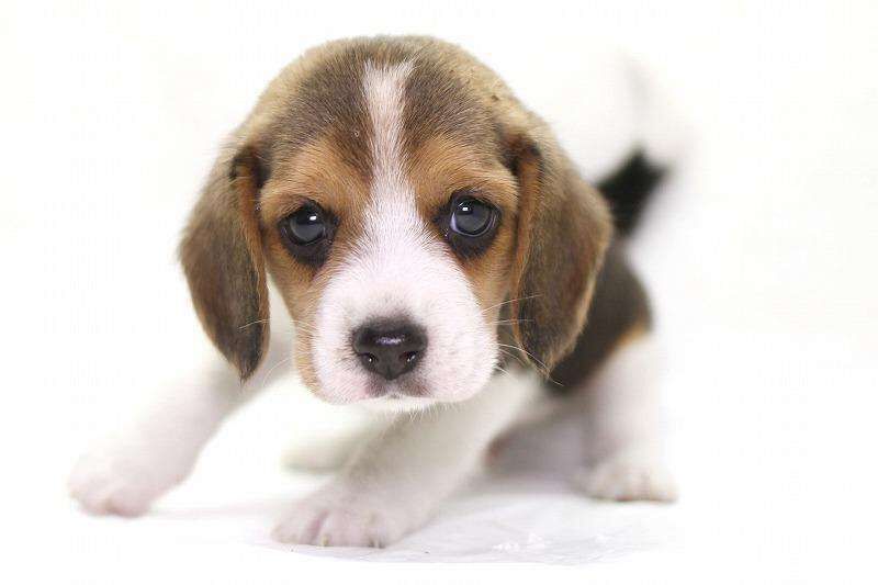 纯种精品比格犬幼活体中型短毛家养吉度宠物狗狗狗