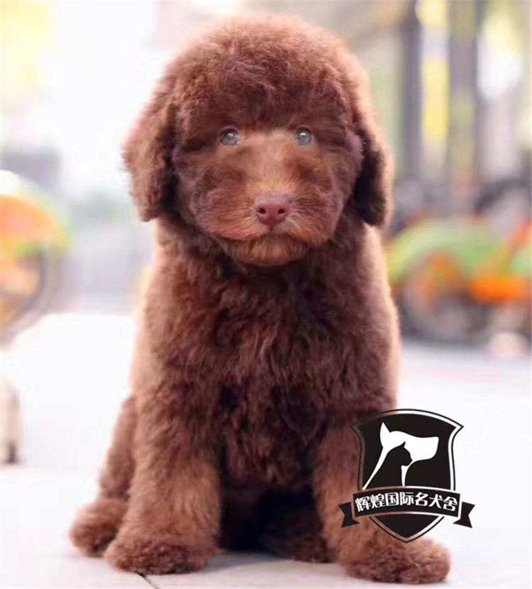 出售纯种巨型贵宾犬幼巧克力色巨贵家养活体大狗狗