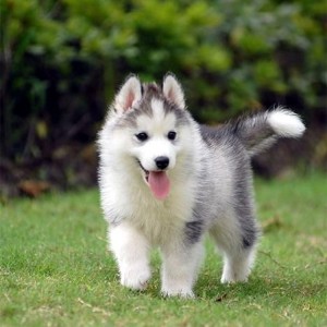 纯种哈士奇出售火蓝活体二哈幼犬三把家养小狗狗狗