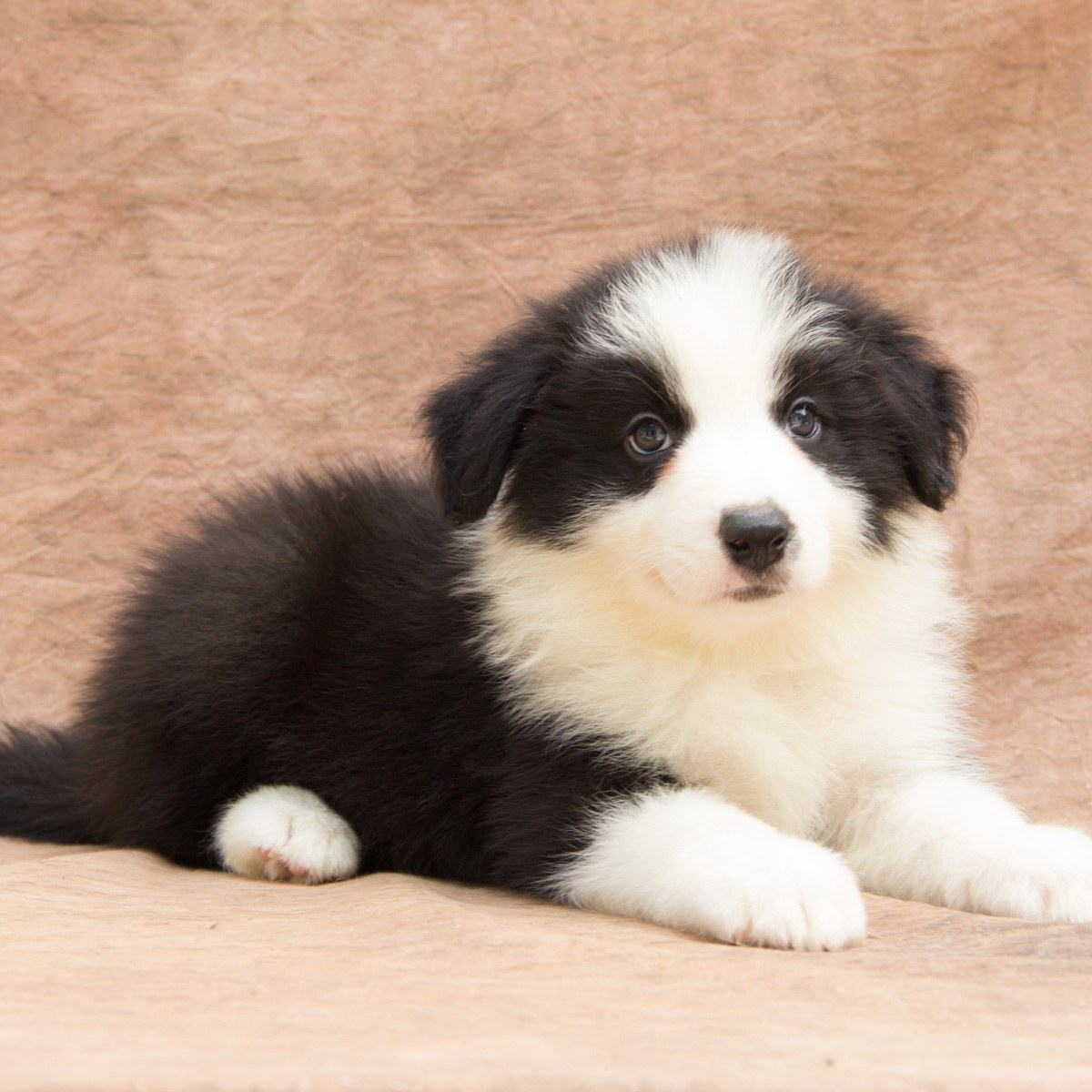 边境牧羊犬佛山家养纯种幼犬活体宠物宠物狗狗狗狗狗