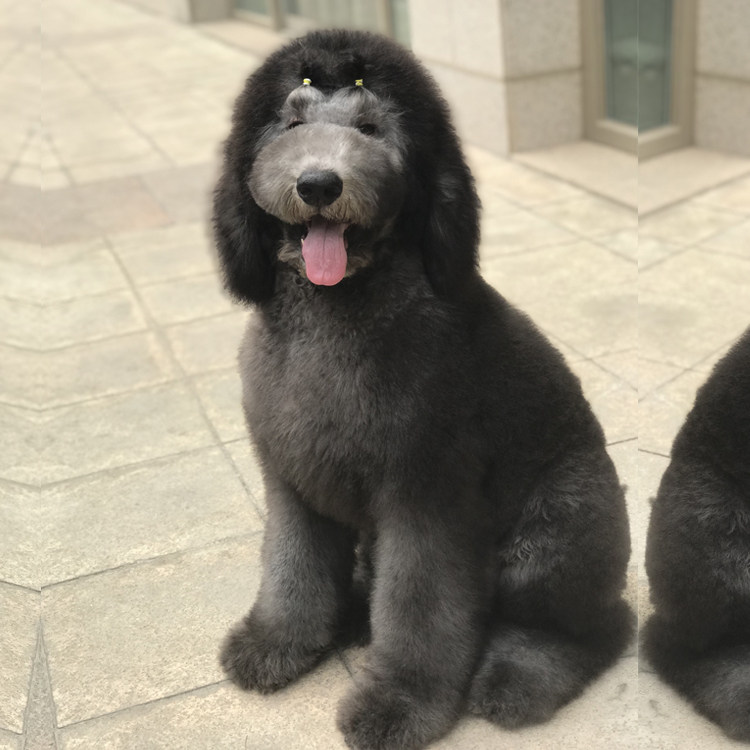 纯种泰迪大型巨贵活体幼犬巨型宠物狗贵宾小狗狗狗