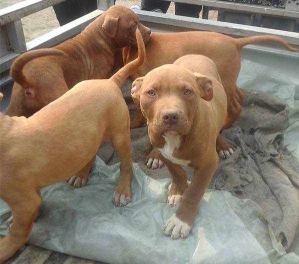 比特特犬活体纯种狩猎猎犬猛犬健康幼犬家养狗狗