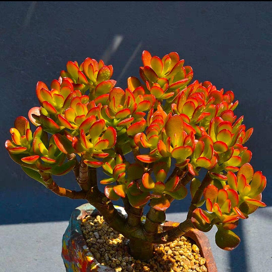 花月玉树姬胧黄金黄金玉新花月三色盆栽多肉植物多肉植物