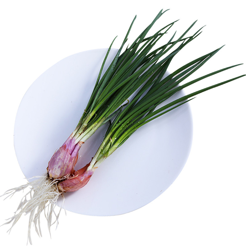 火葱种子四川红葱头易活四季小香香葱种孑阳台家庭园艺种子