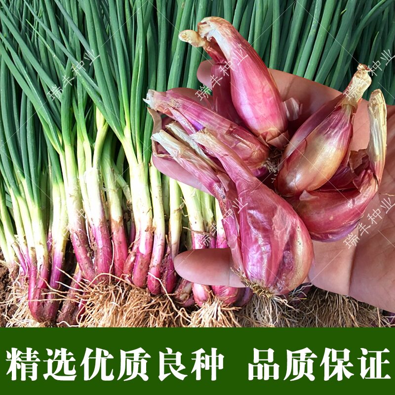 火葱种子四川红葱头易活四季小香香葱种孑阳台家庭园艺种子
