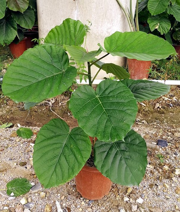 爱心心叶一物一拍大型网红室内绿植盆栽多省大型绿植