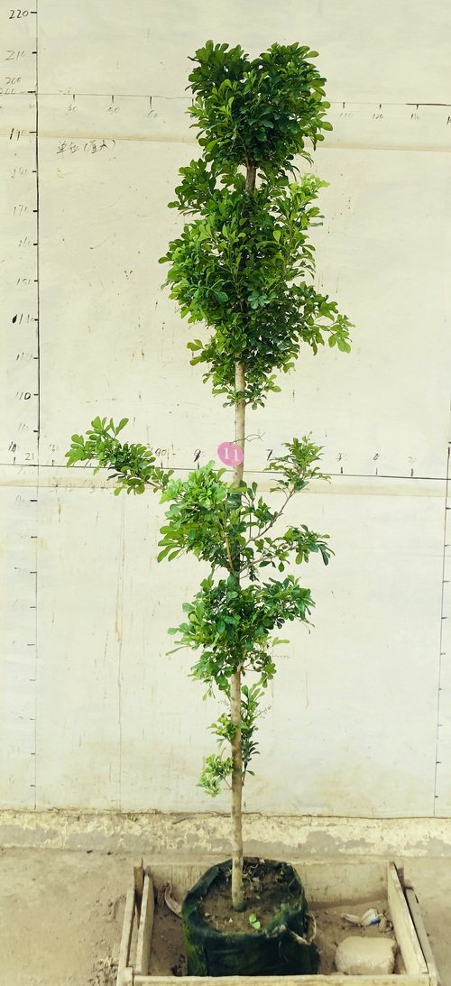 米兰非洲茉莉棒棒糖室内庭院大型绿植盆栽植物大型绿植